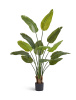 Стрелиция New Style (Sensitive Botanic) — 10.072435N/UVG