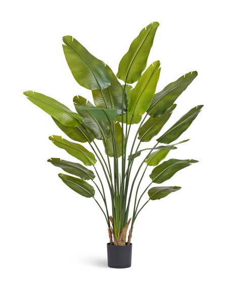 Стрелиция New Style (Sensitive Botanic)