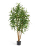 Драцена Анита — 10.24005N