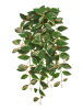 Хойя Кримсон Квин ампельная (Sensitive Botanic) — 20.1386GWR