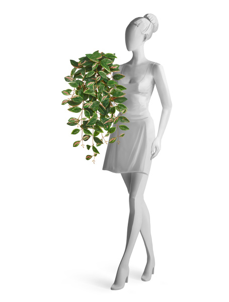 Хойя Кримсон Квин ампельная (Sensitive Botanic)