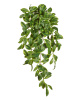 Фагрея Цейлоника вариегатная ампельная (Sensitive Botanic) — 20.1387GY