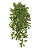 Фагрея Цейлоника большая зелёная ампельная (Sensitive Botanic) — 20.1388N