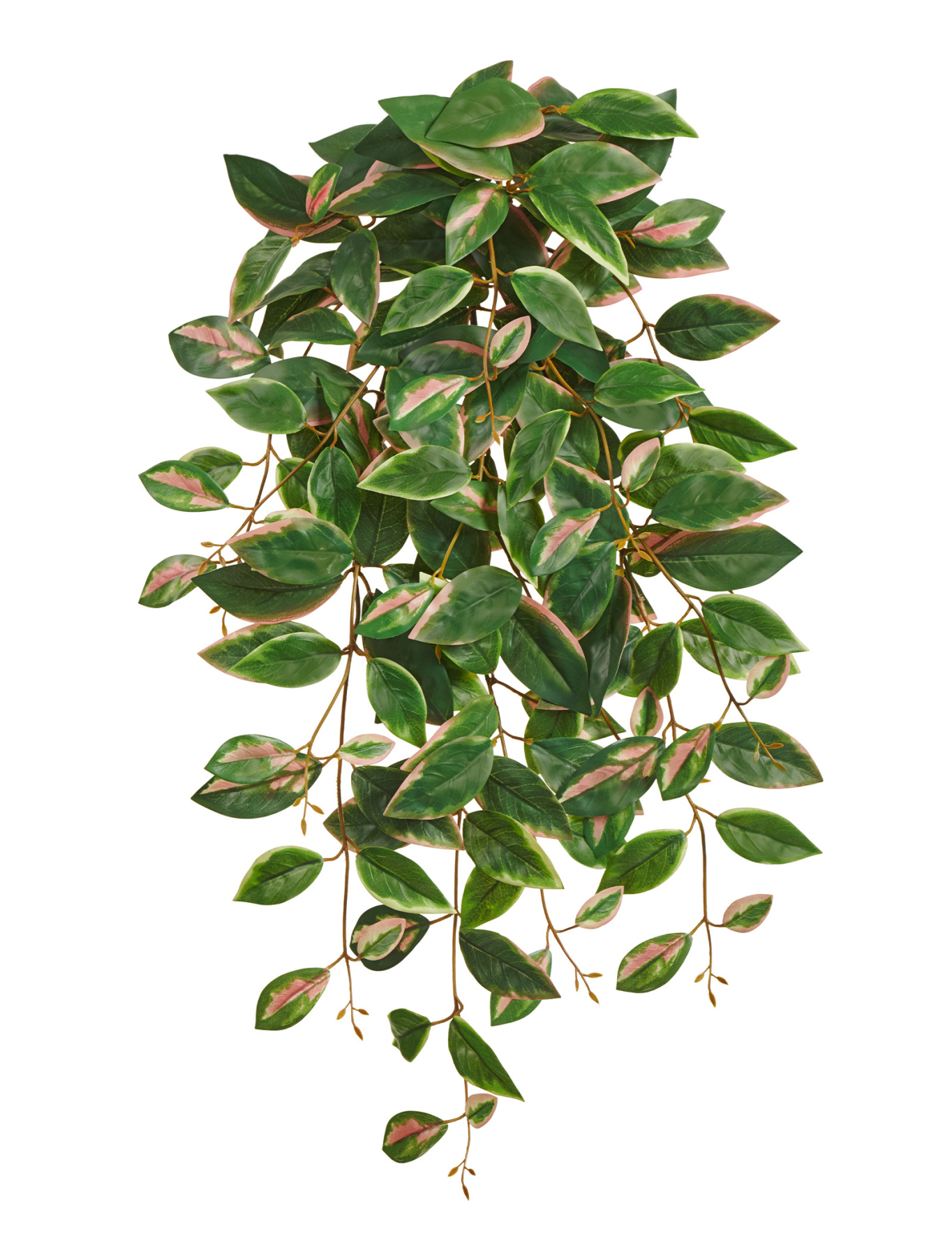 Хойя Кримсон Квин ампельная (Sensitive Botanic) — 20.1386GWR