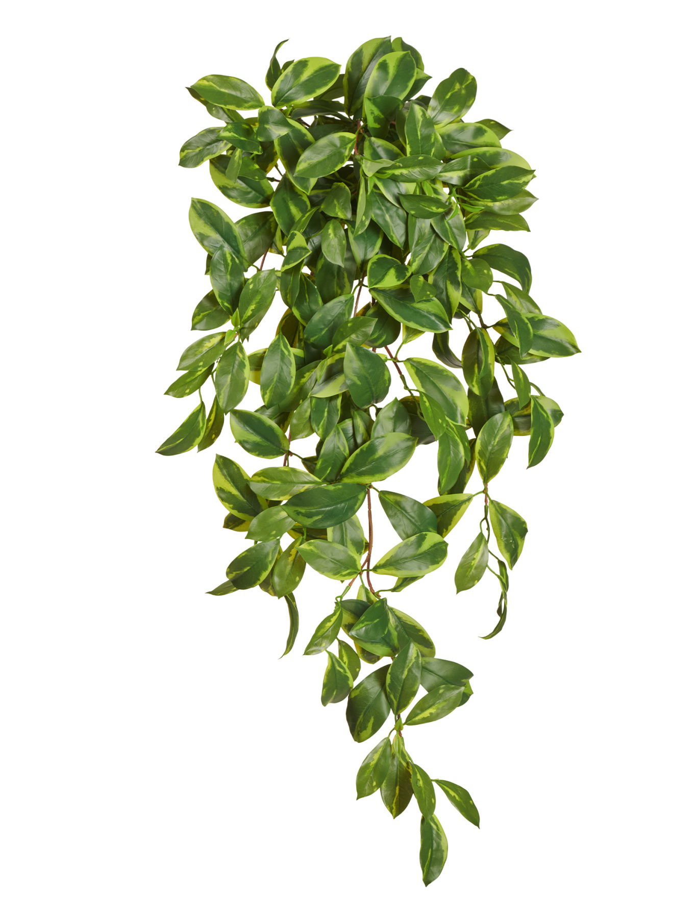 Фагрея Цейлоника вариегатная ампельная (Sensitive Botanic) — 20.1387GY