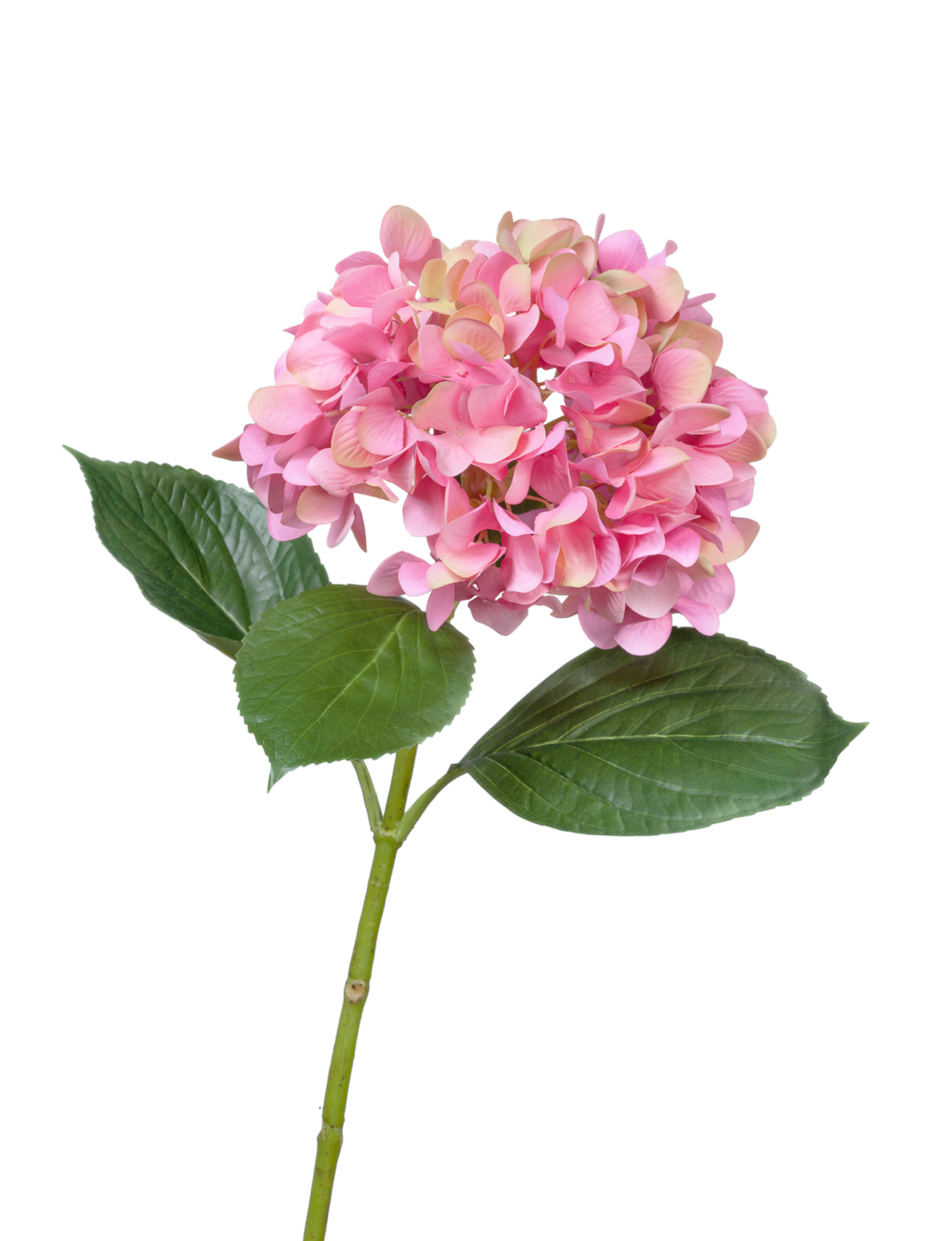 Гортензия "Grande Fiore" ярко-розовая — 30.0613151PK